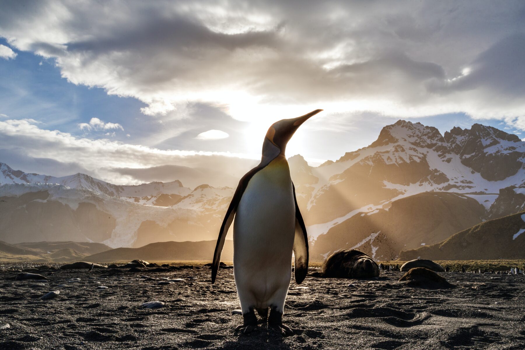 Emperor penguins are now a threatened species due to climate change, U.S.  officials say