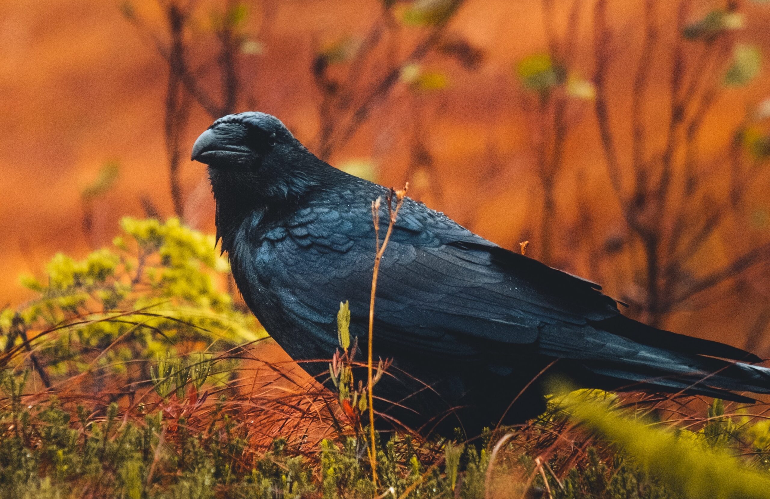 In the Word: Consider the Ravens