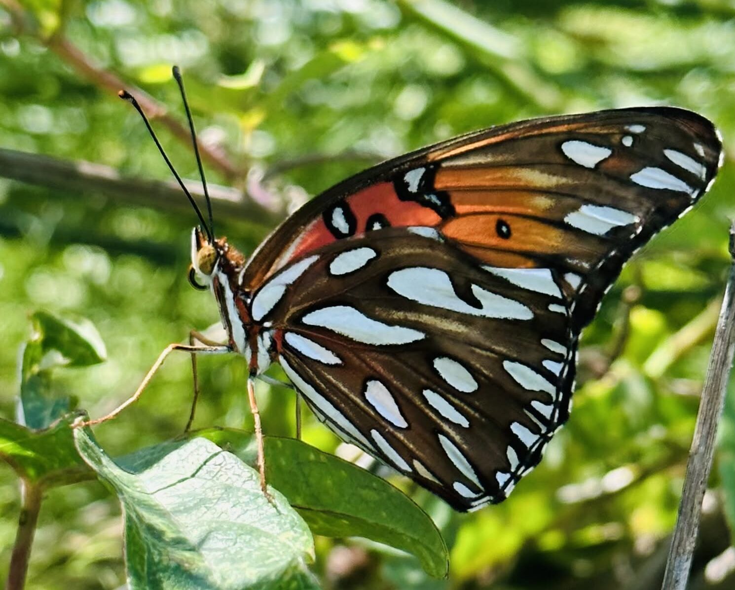 A Dallas Congregation’s Pollinator Garden Grows On God’s Timetable